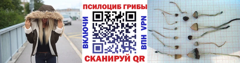 где можно купить наркотик  Оса  Галлюциногенные грибы Magic Shrooms 